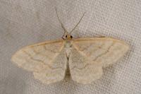 Idaea macilentaria