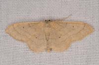 Idaea straminata