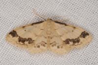 Idaea trigeminata