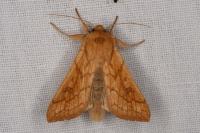 Mythimna vitellina