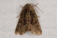 Oligia