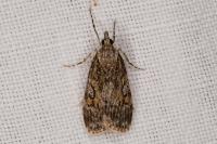 Scoparia basistrigalis