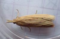 Ematheudes punctella