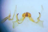 Ematheudes punctella