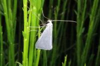 Gypsochroa renitidata