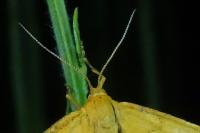 Idaea aureolaria