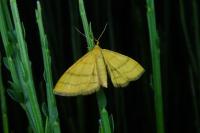 Idaea aureolaria