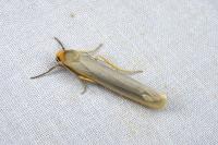 Manulea complana