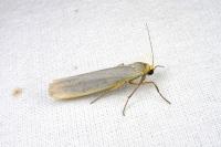 Eilema caniola