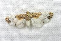 Eupithecia breviculata