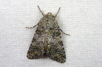 Hadena luteocincta