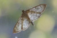 Patania ruralis