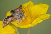 Omia cymbalariae