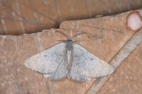 Sciadia unicoloraria