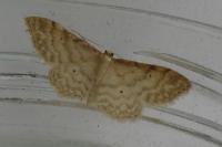 Idaea fuscovenosa