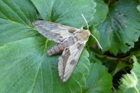 Hyles euphorbiae