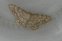 Idaea moniliata