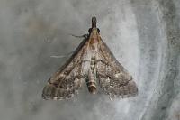 Metasia corsicalis