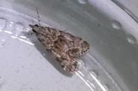 Eudonia