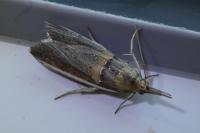 Etiella zinckenella