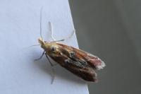 Ancylosis cinnamomella