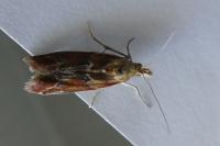 Ancylosis cinnamomella