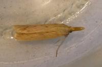 Ematheudes punctella