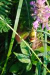 Hemaris fuciformis