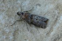 Phycita roborella