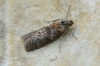 Phycita roborella
