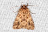 Conisania luteago olbiena