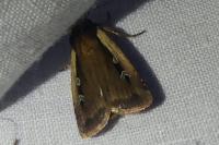 Ochropleura plecta