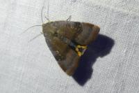 Noctua janthina