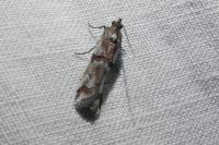Pempelia palumbella