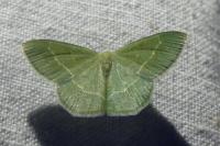 Chlorissa viridata