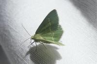 Chlorissa viridata