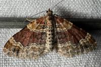 Xanthorhoe spadicearia