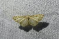 Idaea fuscovenosa