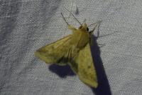 Helicoverpa armigera