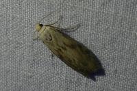 Aphomia sociella