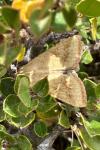 Helicoverpa armigera
