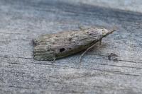 Aphomia sociella