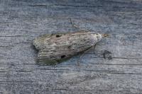 Aphomia sociella