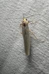 Eilema caniola