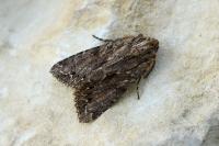 Apamea monoglypha monoglypha