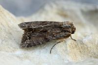 Apamea monoglypha monoglypha