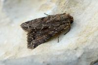 Apamea monoglypha monoglypha