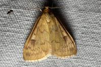 Ostrinia nubilalis