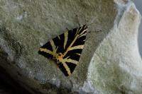 Euplagia quadripunctaria