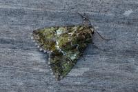 Polyphaenis sericata